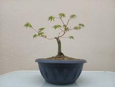 SHOIN ACERO PALMATO GIAPPONESE