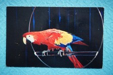 Ara rossa e blu (Ara Macao)