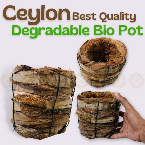 Ceylon migliore qualità - ceylon,