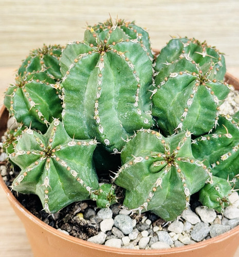 Euphorbia frankii pot - ,,
