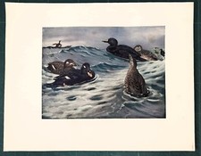 Stampa antica UCCELLI ANATRE ORCHETTO MARINO e ORCO MARINO 1911 Antique print