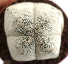 Astrophytum cv ONZUKA X HAKUUN B7B selected 