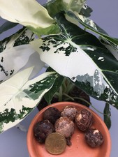 Rizomi Alocasia Frydek