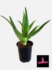 PIANTA DI ALOE ARBORESCENS Coltivate in BIO.  pianta in Vaso, NO TALEA di 2anni.