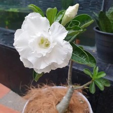 5 semi di Adenium obesum WHITE