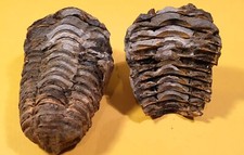 FOSSILE di TRILOBITE - Cod