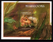 DOMINICANA FUNGHI MUSHROOM PILZEN RIF 116