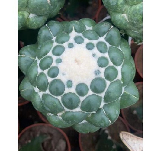 Pianta succulenta cactus - di,