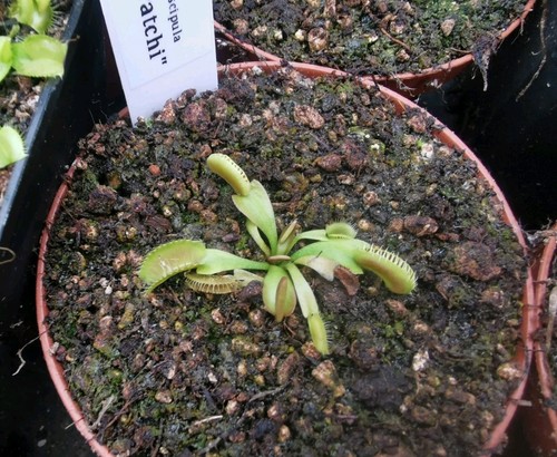 Dionaea muscipula gj - dionaea,