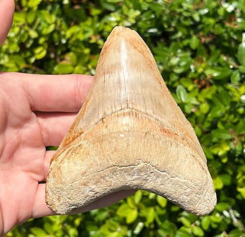 Dente squalo megalodonte - di,