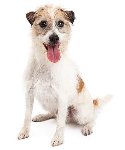 Adesivo sticker jack russell - sticker,