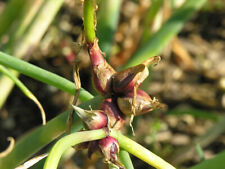 50 SEMI DI CIPOLLA EGIZIANA -