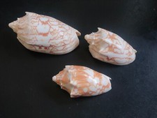 Conchiglia Shell Voluta CYMBIOLA VESPERTILIO set 3 pezzi mm 98,6 - 77+ - 74,2