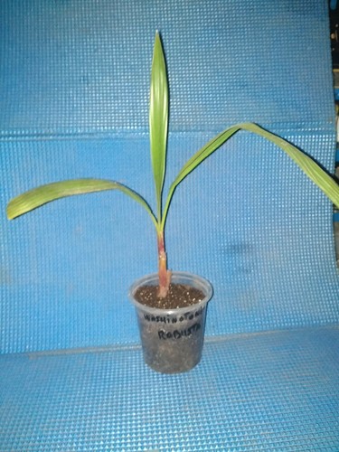 Washingtonia robusta - washingtonia,