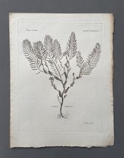 Incisione antica, botanica