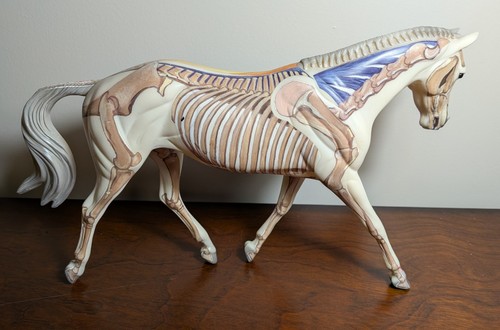 Breyer modello tradizionale