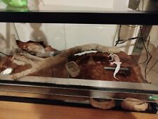 Teca in vetro per rettili e aracnidi 