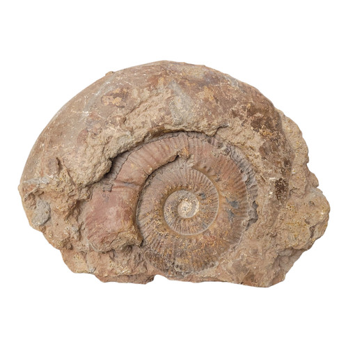 Fossile ammonite - fossile, di