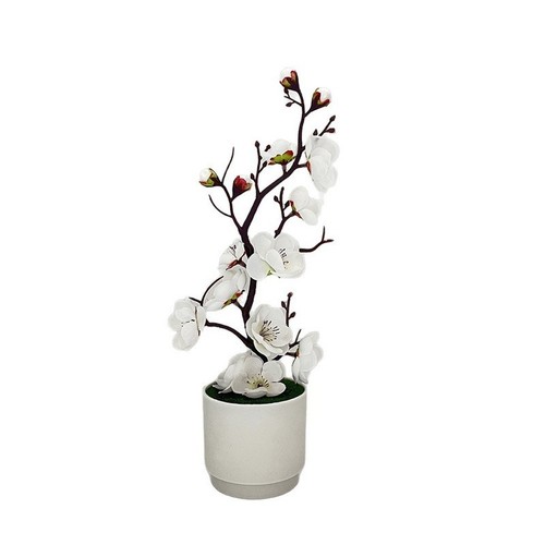 Bonsai fiore prugna - di,
