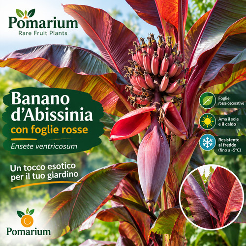 Banano abissinia ensete - d'abissinia,
