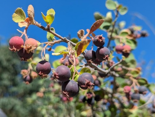 Utah lampadina roccia - lampadina,