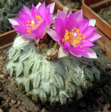 Cactus pelecyphora, semi 10