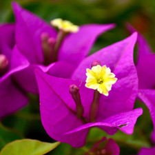Bougainvillea spectabilis -  -