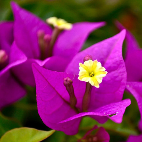 Bougainvillea spectabilis - ,