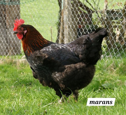 Uova fertili araucana legbar - ,