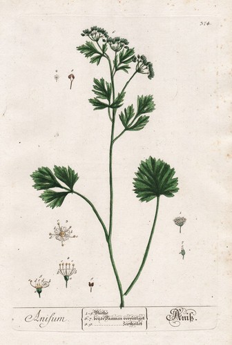 Anice anis anisette botanica - anice,
