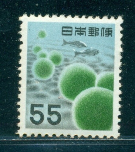 1956 cladophora - 1956,