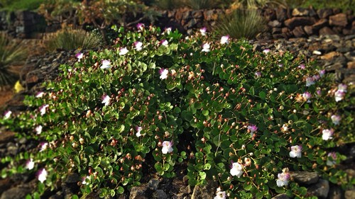 Capperi pantelleria sotto - pantelleria,