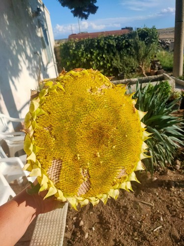 Girasole gigante semi - semi,