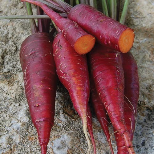 Carota drago viola dagli stati - drago,