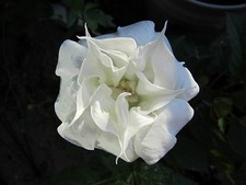 Double White Datura /