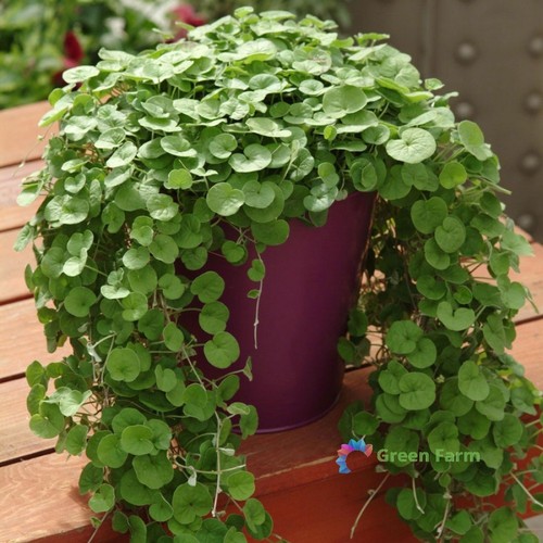 100 semi dichondra repens - 100, erba