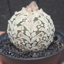Astrophytum asterias cv