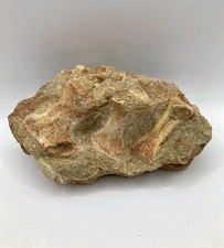 Mosasaur paddle fossil - paddle,