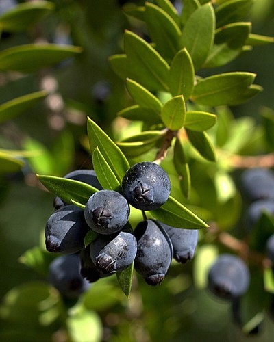 Mirto tarantino myrtus - mirto, "myrtus