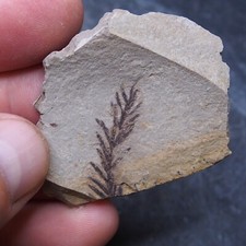 Foglie di sequoia pianta