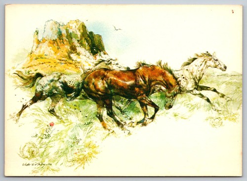 Cartolina appaloosa cavalli - cartolina,