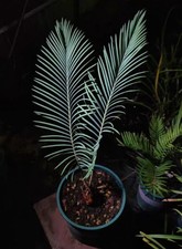 Raro Ariocarpus Fis Hybird