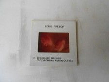 RAMEK KRAFT 1974 IL MONDO IN