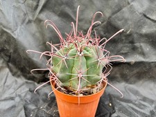 FEROCACTUS CALIFORNICUS