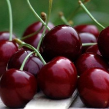 PIANTA DA FRUTTO CILIEGIA