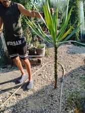 Yucca filamentosa - alta 150cm - tronco da radicare - come foto
