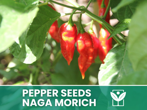 Peperoncino naga morich 50 - morich,