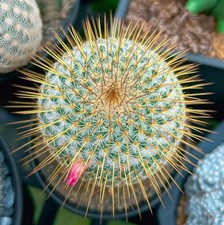 Mammillaria dixanthocentron