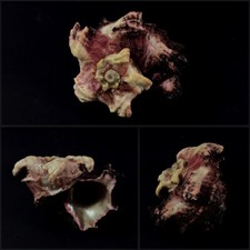 Angariidae, Angaria delphinus, S. Mindanao, Philippines, 52,4 mm, VERY NICE