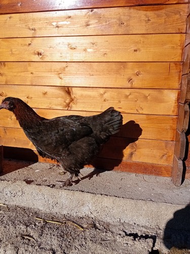 Uova fertili gallina marans - uova, di